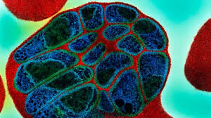 Attēlu rezultāti vaicājumam “Physarum nitens plasmodium”