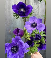 Image result for Anemonenarten
