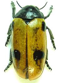 Attēlu rezultāti vaicājumam “Clytra quadripunctata”