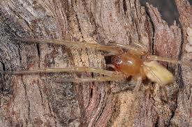 Attēlu rezultāti vaicājumam “Cheiracanthium sp. male”