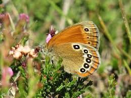 Attēlu rezultāti vaicājumam “Coenonympha glycerion”