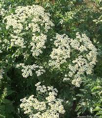 Image result for Matricaria recutita (chamomilla)