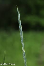 Attēlu rezultāti vaicājumam “Elytrigia repens subsp. arenosa”