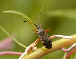 Attēlu rezultāti vaicājumam “Closterotomus biclavatus nymph”