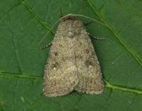 Attēlu rezultāti vaicājumam “Caradrina morpheus”