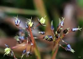 Attēlu rezultāti vaicājumam “Luzula pilosa flower”