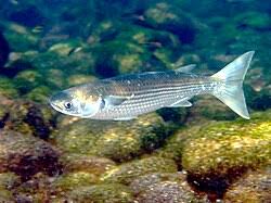 Image result for Mugil