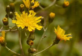 Attēlu rezultāti vaicājumam “Hieracium murorum bud”