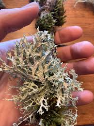 Attēlu rezultāti vaicājumam “Evernia prunastri”