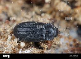 Attēlu rezultāti vaicājumam “Trogossitidae”