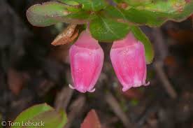 Attēlu rezultāti vaicājumam “Vaccinium uliginosum flower”
