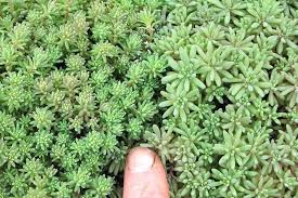 Attēlu rezultāti vaicājumam “Sedum hispanicum”