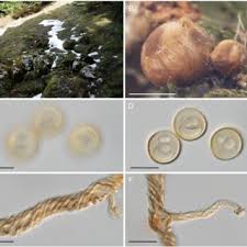 Attēlu rezultāti vaicājumam “Trichia alpina sessile”