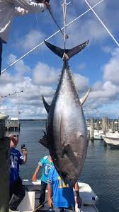 Image result for Thunnus obesus
