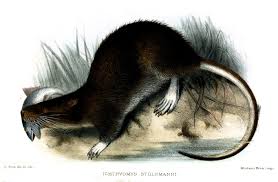 Attēlu rezultāti vaicājumam “Rodentia”