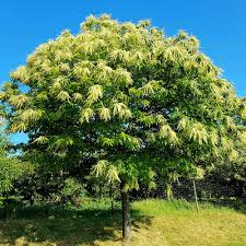 Attēlu rezultāti vaicājumam “Castanea sativa”