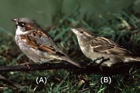 Attēlu rezultāti vaicājumam “Passer domesticus male”