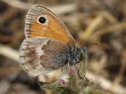 Attēlu rezultāti vaicājumam “Coenonympha pamphilus upperside”