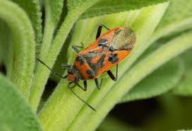 Attēlu rezultāti vaicājumam “Corizus hyoscyami”