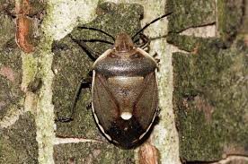 Attēlu rezultāti vaicājumam “Chlorochroa pinicola”