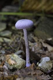 Attēlu rezultāti vaicājumam “Laccaria amethystina”