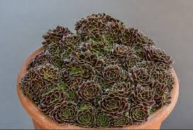 Attēlu rezultāti vaicājumam “Jovibarba globifera leaf”