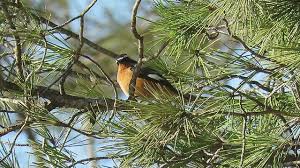 Image result for Phoenicurus moussieri