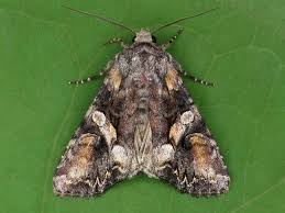 Attēlu rezultāti vaicājumam “Lacanobia contigua”