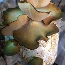 Attēlu rezultāti vaicājumam “Panellus serotinus”