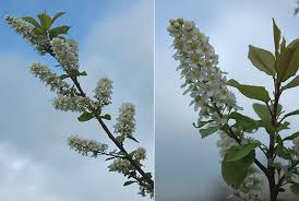Attēlu rezultāti vaicājumam “Prunus padus var. roseiflora flower”