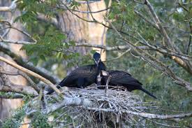 Attēlu rezultāti vaicājumam “Phalacrocorax carbo nest”