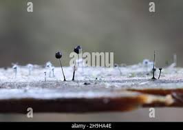 Attēlu rezultāti vaicājumam “Comatricha nigra spores”