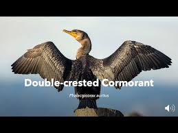 Image result for Phalacrocorax auritus