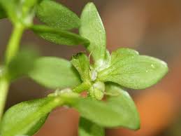 Attēlu rezultāti vaicājumam “Callitrichaceae”