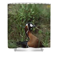 Image result for Branta ruficollis