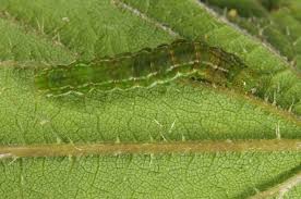 Attēlu rezultāti vaicājumam “Hypena proboscidalis”