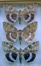 Attēlu rezultāti vaicājumam “Catocala fraxini”