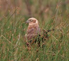 Attēlu rezultāti vaicājumam “Circus aeruginosus”