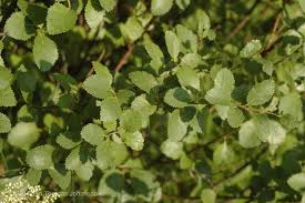 Attēlu rezultāti vaicājumam “Betula humilis”