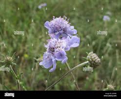 Image result for Scabiosa canescens