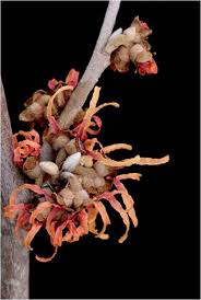 Attēlu rezultāti vaicājumam “Hamamelis vernalis bud”