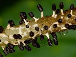 Attēlu rezultāti vaicājumam “Diachea leucopodia”