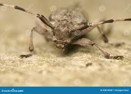 Attēlu rezultāti vaicājumam “Acanthocinus aedilis”