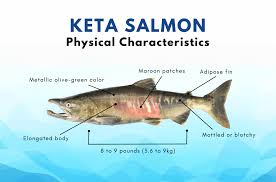 Image result for Oncorhynchus keta