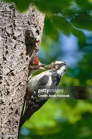 Attēlu rezultāti vaicājumam “Dendrocopos major female”