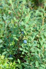Attēlu rezultāti vaicājumam “Vaccinium uliginosum”