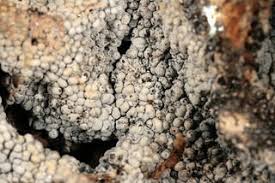 Attēlu rezultāti vaicājumam “Physarum cinereum macro”