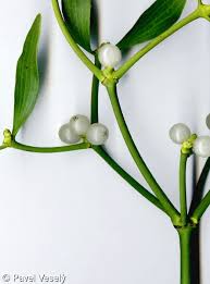 Attēlu rezultāti vaicājumam “Viscum album”