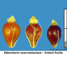 Attēlu rezultāti vaicājumam “Eleocharis uniglumis fruit”