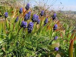 Attēlu rezultāti vaicājumam “Muscari neglectum”